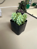 Donkey Tail Succulent in 2" Pot | Sedum morganianum Trailing Plant | Live Hanging Succulent Starter for Indoor & Outdoor Displays