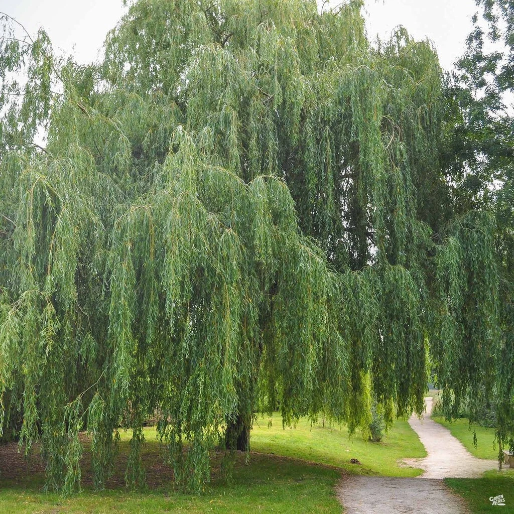 Weeping Willow Cuttings – 20 Unrooted 8–12" Stems for Rooting, Salix babylonica Shade Tree, Fast-Growing Ornamental Garden Plant