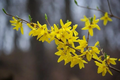12 Forsythia Cuttings – Fresh 6-8 Inch Flowering Shrub Propagation Stems – Bright Yellow Spring Blooms, Forsythia spp.