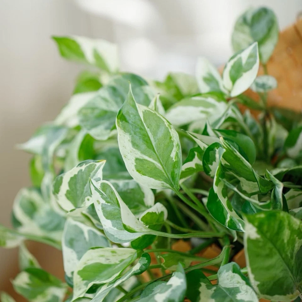 Pothos Pearls and Jade Cuttings – 3 Live Variegated Indoor Houseplant Propagation, Epipremnum aureum