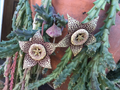 Orbea variegata 'Starfish' Succulent Cuttings – 3 Live 3-4 Inch Easy-Rooting Stapeliad for Pots, Rock Gardens & Rare Plant Collections