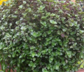 Dwarf Bolivian Wandering Jew – Callisia repens 10 Cuttings, Tradescantia minima, Easy Trailing Houseplant Starter