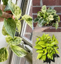 Pothos Cuttings Set – 6 Indoor Vine Starts: 2 Marble Queen, 2 Neon/Lemon, 2 N’Joy Variegated Mix for Easy Propagation