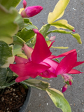 Variegated Christmas Cactus Cuttings – 3 Live Schlumbergera Hybrid Succulent Houseplant Propagation Material