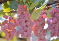 Koshu Grape Cuttings – 5 Organic Unrooted Vitis vinifera Variety for Rooting or Grafting, Rare Japanese Wine Grape Cultivar