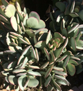 Crassula arborescens Silver Dollar Succulent Cutting, Blue-Green Round Leaf Stem for Propagation