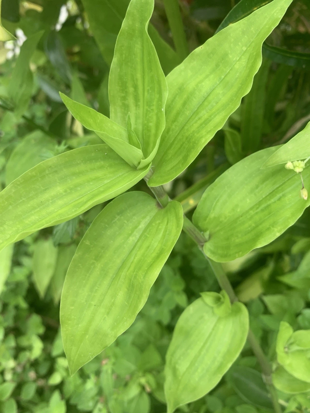 Wandering Jew Lime Tradescantia Green – 7 Fresh Unrooted Cuttings, Easy Trailing Houseplant for Propagation