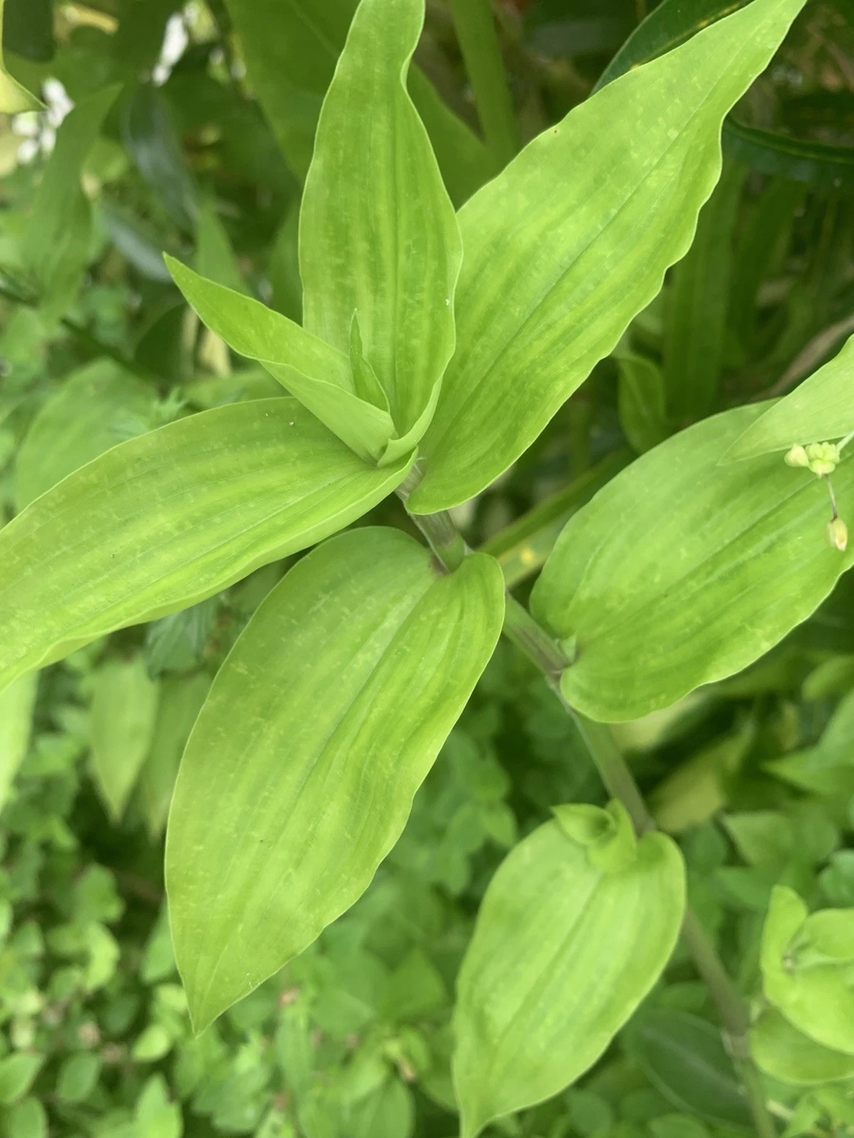 Wandering Jew Lime Tradescantia Green – 7 Fresh Unrooted Cuttings, Easy Trailing Houseplant for Propagation