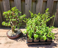 Dwarf Jade Bonsai - 3 Rooted Portulacaria afra Plants, 3-Year-Old Cork Bark Style Indoor or Patio Starter Tree