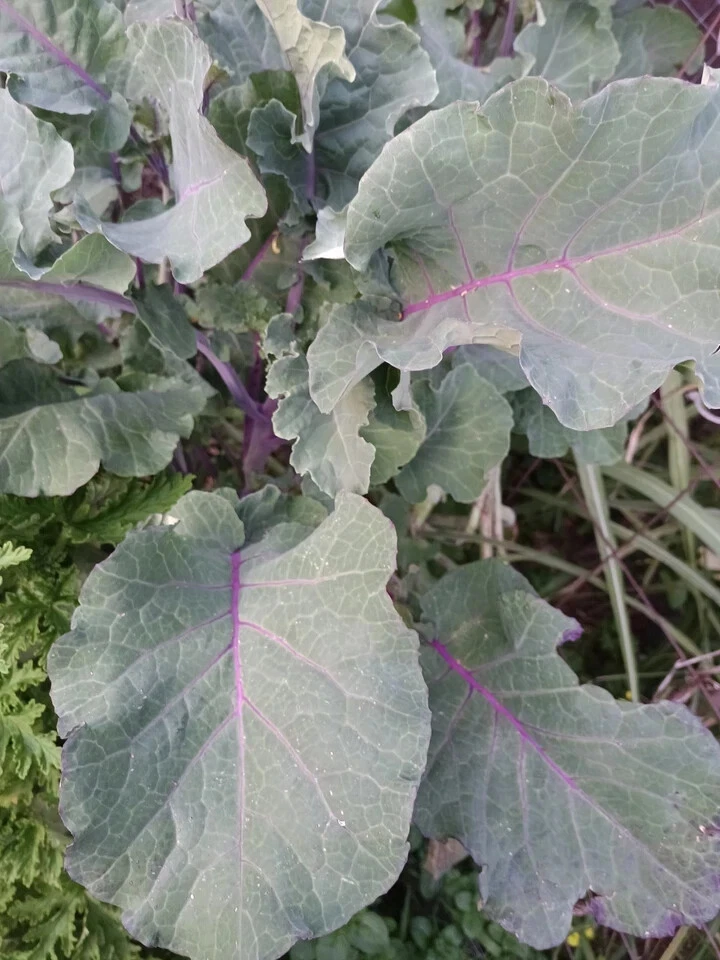 Perennial Purple Tree Collard Cutting – Brassica Oleracea Kale Live Unrooted Cutting for Planting