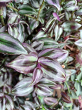 Tradescantia Zebrina ‘Violet Hill’ Cuttings – Colorful Purple Silver Green Foliage Unrooted Stems