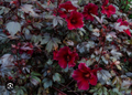 Mahogany Splendor Hibiscus – Red Leaf Variety – Small Rooted Starter Plant