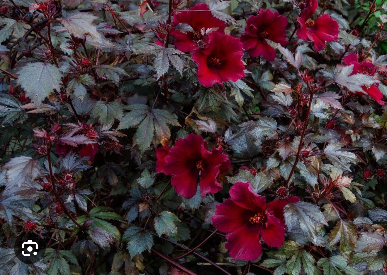 Mahogany Splendor Hibiscus – Red Leaf Variety – Small Rooted Starter Plant