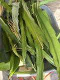 Dragon Fruit Cuttings 8–14 Inches – Fresh Hylocereus Cactus Cuttings for Rooting, Easy-Grow Tropical Fruit Plant for Home Gardens