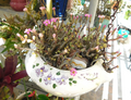 Miniature Tylecodon schaeferianus succulent cuttings, free-flowering caudiciform starter plant, dwarf caudex succulent, rare collectible plant