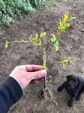 Pomegranate Rooted Cuttings Set of 3 Wonderful Variety for Garden or Patio Growing Punica granatum