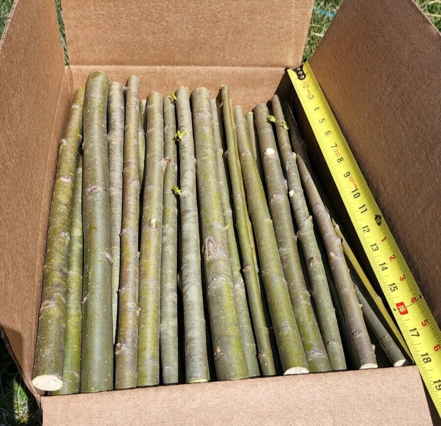 Austree Hybrid Willow Cuttings – 25 Large 18" Cuttings for Fast Growing Privacy Trees and Living Fences