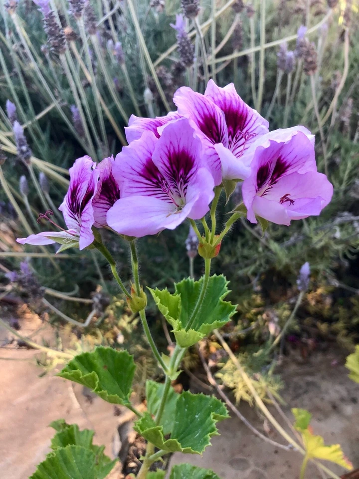 Lavender Purple Regal Geranium Cutting – 6 Inch Live Pelargonium Fancy Variety, Flowering Plant Cutting for Propagation