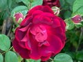 Red Rose Cuttings – 5 Fresh Garden Rose Stem Propagation Material Rosa spp.