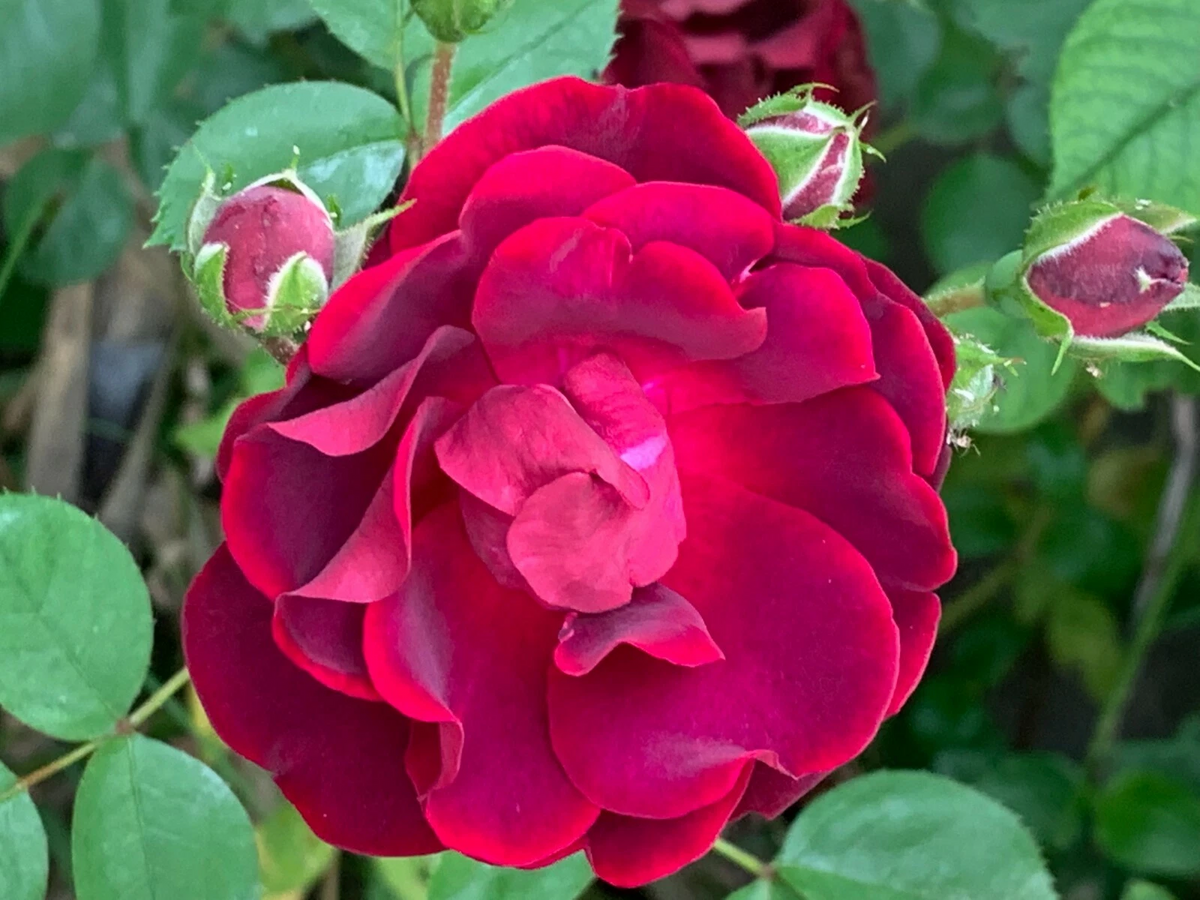 Red Rose Cuttings – 5 Fresh Garden Rose Stem Propagation Material Rosa spp.