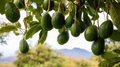 Cleopatra Avocado Scions – 3 Wax-Dipped Grafting Cuttings, Rare Persea americana Variety for Home Orchard, Fruit Tree Propagation