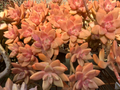 Succulent Cuttings - Graptosedum California Sunset - 4 Peach Rosettes for Easy Propagation - Hybrid Succulent Plant