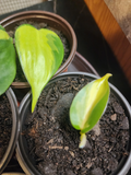 Philodendron Heartleaf Cutting in 3-Inch Pot, Indoor Trailing Houseplant, Easy Care, Green Foliage, Philodendron hederaceum