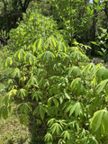 Cassava Yuca Stem Cuttings – 5 Healthy Manihot esculenta Stems for Planting, Rooting Support, Tropical Root Crop, Edible Garden