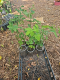 Live Katuk Plant Sauropus androgynus - Edible Leaf Shrub for Tropical Gardens, Rau Ngót, Sweet Leaf Starter Plant