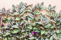 Tradescantia Zebrina Cuttings – 10 Unrooted Purple Wandering Jew Plant Stems for Indoor & Outdoor Trailing Foliage