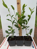 Camellia sinensis Starter Plant in 5L Pot – Evergreen Tea Plant for Garden or Container Cultivation