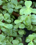 Jade Plant Cuttings 5 Pack – 4" Crassula Ovata Succulent Stems for Propagation, Indoor Houseplants, Money Plant, Lucky Jade