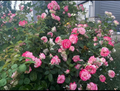 Cherry Parfait Rose Cuttings – 3 Unrooted Grandiflora Stems, Bi-Color White & Red Edges, Flowering Shrub for Rooting & Grafting