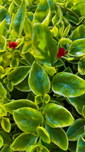 Variegated Baby Sun Rose Cuttings – Red Apple, 4-6 Inch Unrooted Stem for Propagation, Aptenia cordifolia, Trailing Succulent