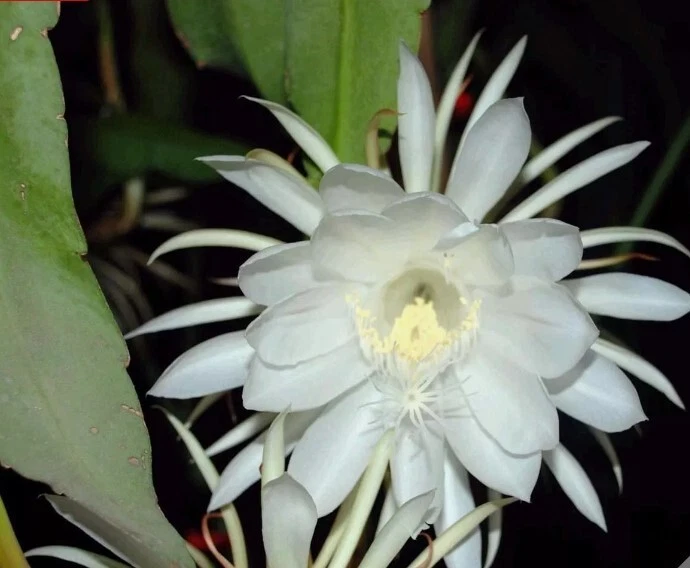 Epiphyllum oxypetalum Cuttings – 4 Unrooted 6" Queen of the Night Orchid Cactus Stems for Propagation