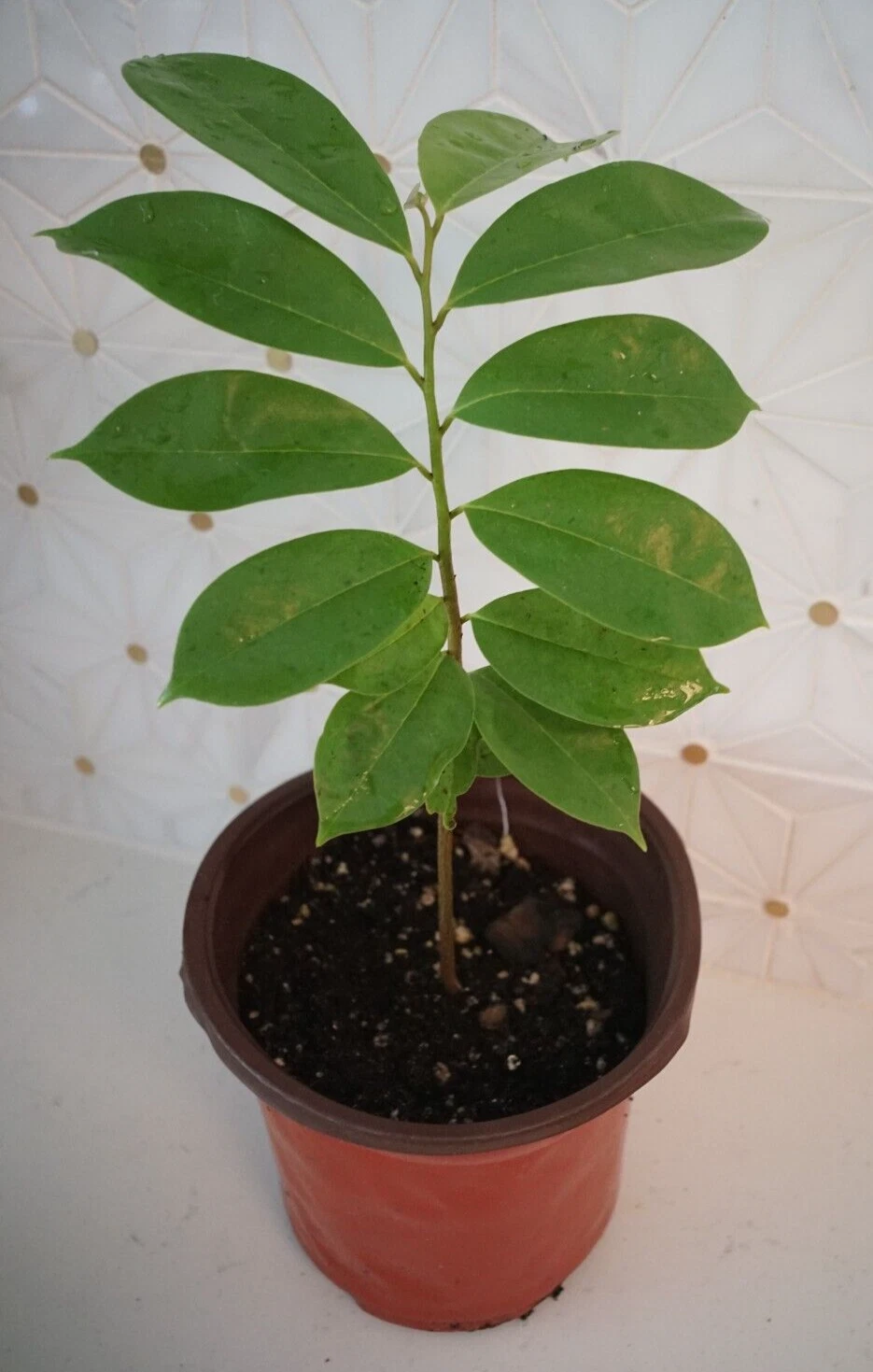 Soursop Tree Live Plant for Planting – Annona Muricata Guanábana Tropical Fruit Tree in Pot, 8–10 Inches