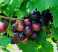 Muscadine Grape Vines – 2 Live Vitis rotundifolia Climbing Fruit Plants for Garden, Vineyard & Trellis Growing