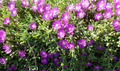 Creeping Ice Plant Cuttings 5-7" | Purple Pink Groundcover Succulent Delosperma Lampranthus