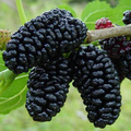 Black Mulberry Cuttings 3 Pack Morus nigra Hardwood Live Fruit Tree Propagation Wood for Rooting Grafting
