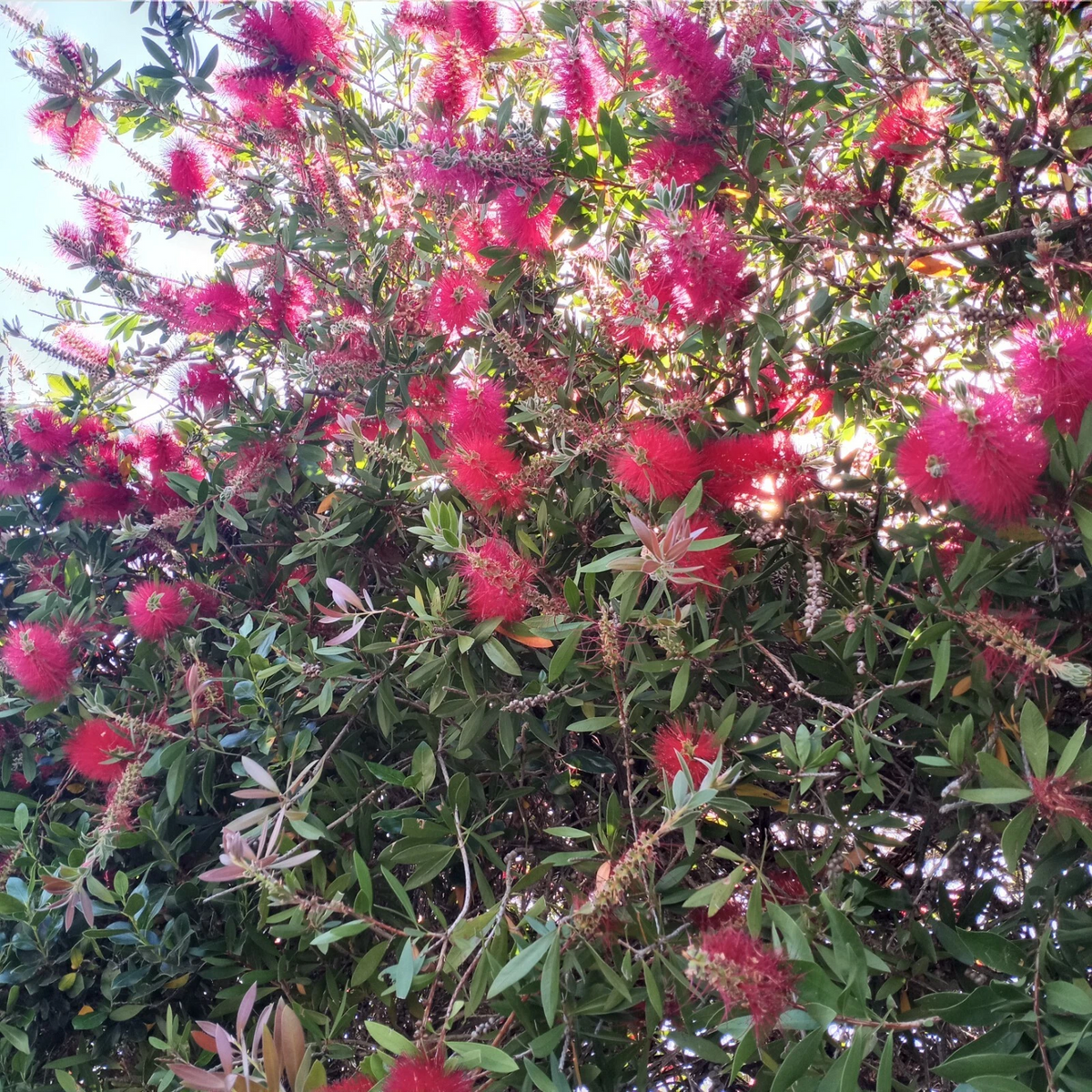 Crimson Bottlebrush Cuttings - Callistemon citrinus, 4-6 Inch Unrooted Propagation Planting Material