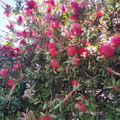 Crimson Bottlebrush Cuttings – 6 Callistemon citrinus Unrooted 4-6 Inch Red Flowering Shrub Propagation Plants