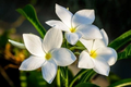 Plumeria Pudica Cuttings – 2 White Flowering Star-Shaped Cuttings for Tropical Garden, Bridal Bouquet Plumeria, Evergreen Foliage