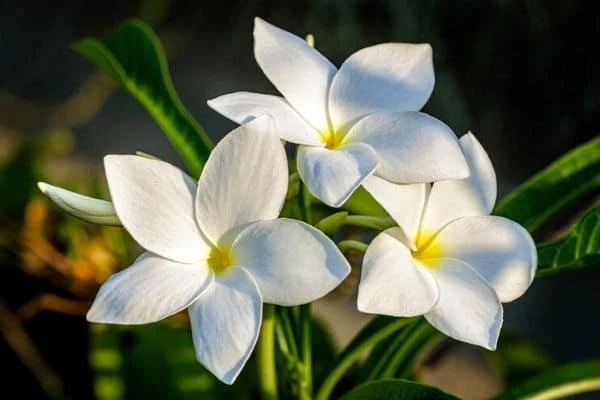 Plumeria Pudica Cuttings – 2 White Flowering Star-Shaped Cuttings for Tropical Garden, Bridal Bouquet Plumeria, Evergreen Foliage