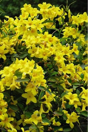 Yellow Crossvine Live Plant – Rooted Bignonia Capreolata Starter Vine, Flowering Climbing Plant