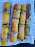 Heirloom Sugarcane Cutting – Fresh 4+ Bud Starter for Growing Saccharum officinarum, Live Cane Piece for Home Gardens and Tropical Cultivation