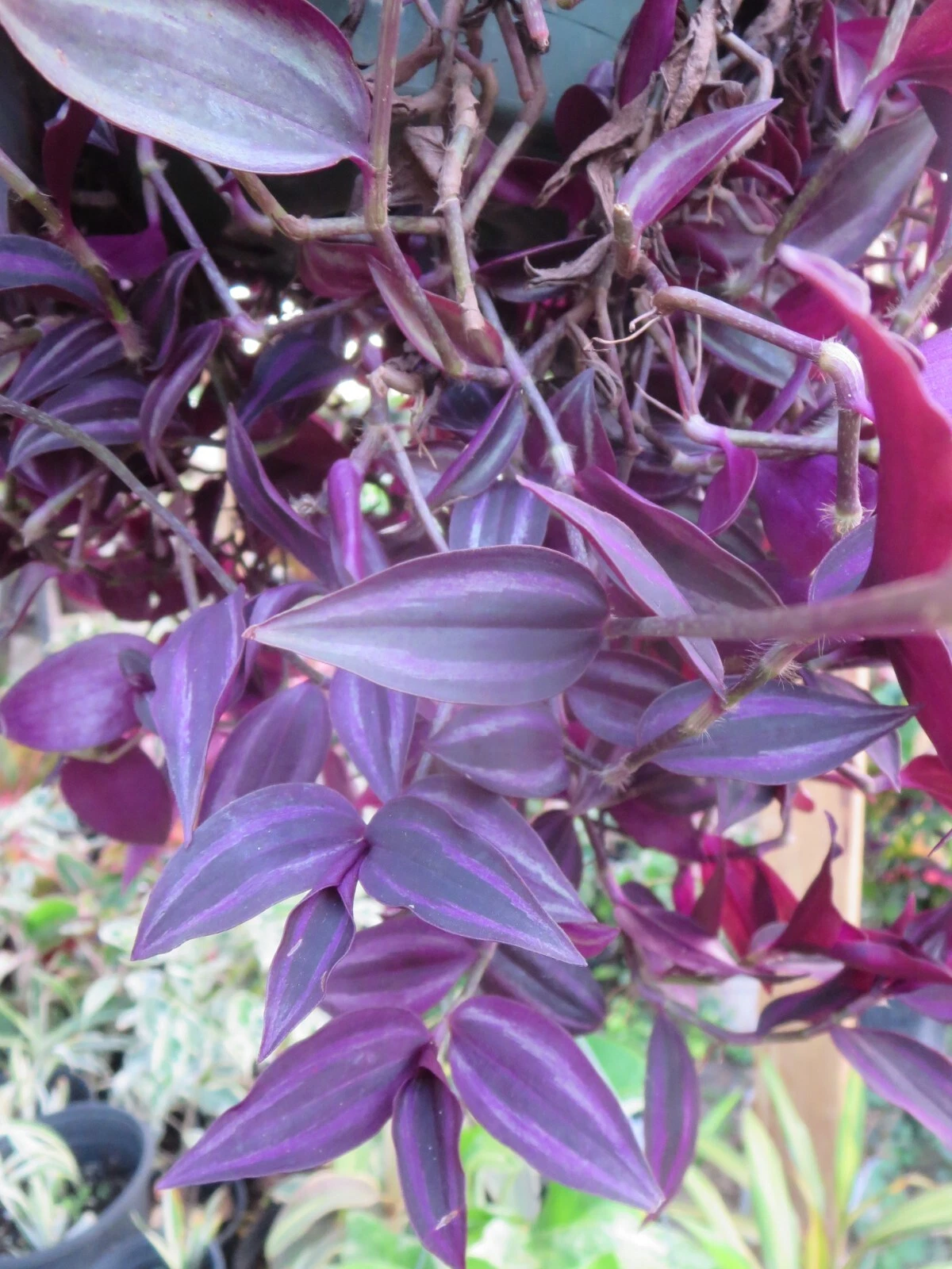 Tradescantia Zebrina Burgundy – 7 Unrooted Cuttings, Wandering Jew Inch Plant Starter for Indoor Houseplant Growing