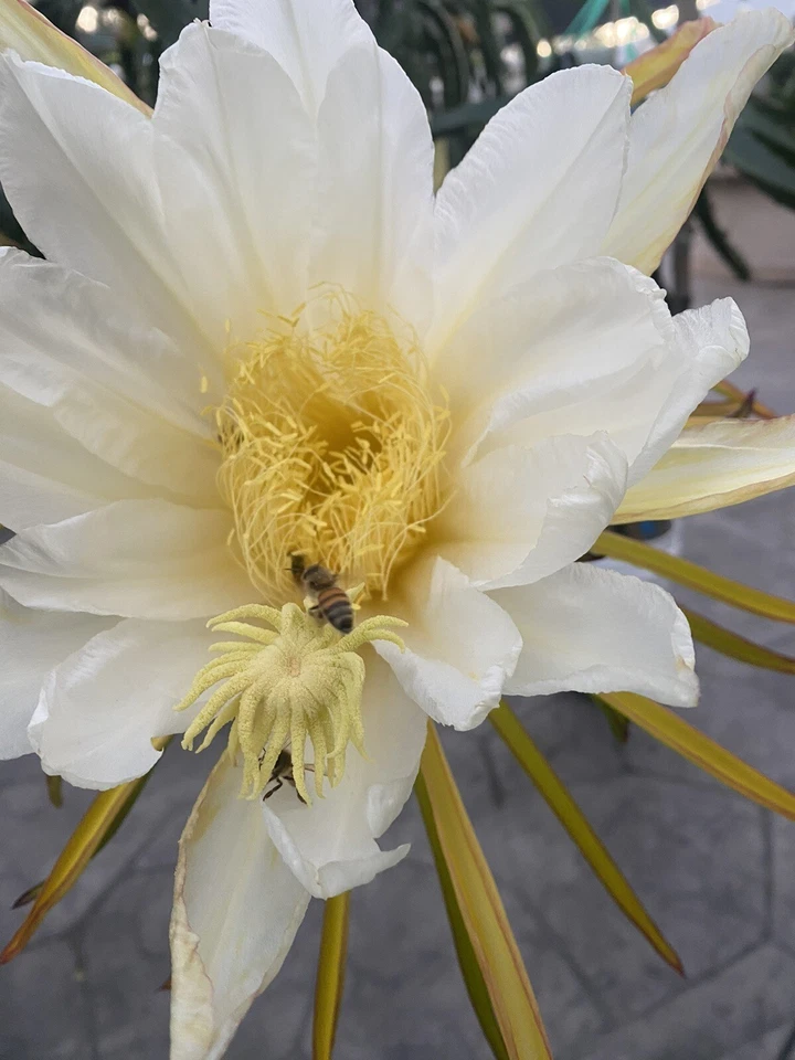 American Beauty Dragon Fruit Cuttings – 4 Live Pitaya Cuttings 8–12 Inch for Planting, Hylocereus Cactus