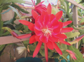 Epiphyllum Orchid Cactus Cuttings – 3 Live Unrooted Propagation Cuttings, 8–12 Inches, Mixed Cultivars Including Lily Voodoo