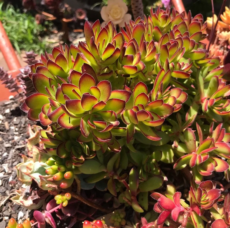 Crassula Rubricaulis ‘Butterfly Bush’ Live Succulent Plant, Red-Tipped Foliage, 2-Inch Pot
