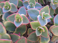 Crassula Calico Kitten Succulent Cuttings – 10 Variegated Marginalis Rubra Trailing Plant, Pink Green Foliage, Unrooted Propagation Cuttings